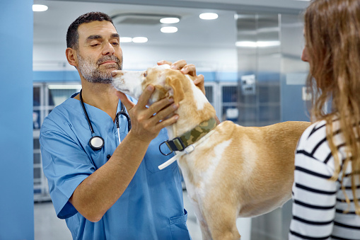 Mature male veterinarian examining dog in front of woman. Female brought her pet on a medical exam. They are at animal hospital.