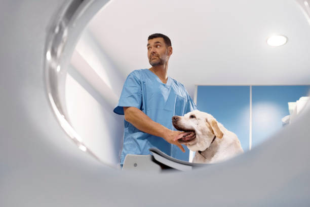 Veterinarian performing cat scan on labrador