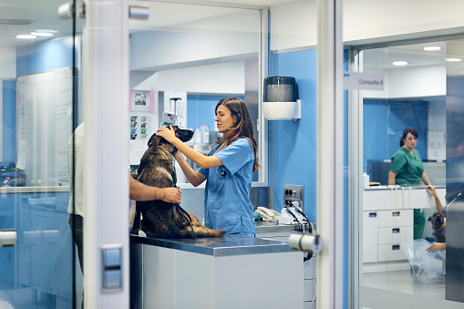 Médicos examinar el perro en el hospital photo