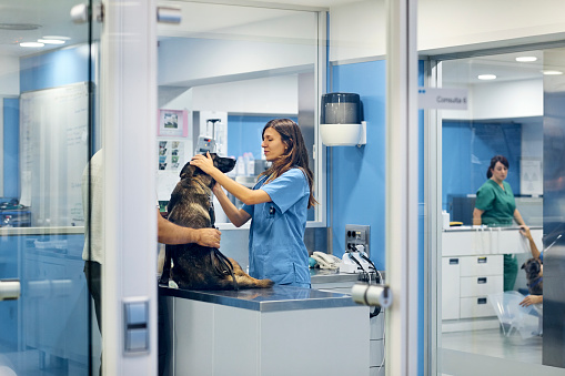 Female doctor with colleague examining dog in hospital. Veterinarians with domestic animal at clinic. They are in uniform.