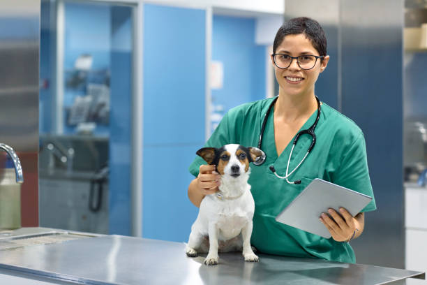 sonriendo de veterinario con perro y tableta digital - vet veterinary medicine young women female fotografías e imágenes de stock