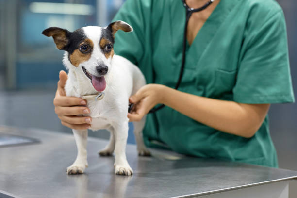 doctor examining dog with stethoscope in clinic - examination table imagens e fotografias de stock