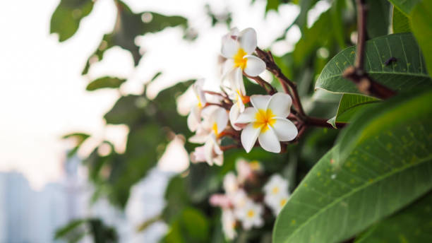 istock Plumeria flowers closeup. 916856142
