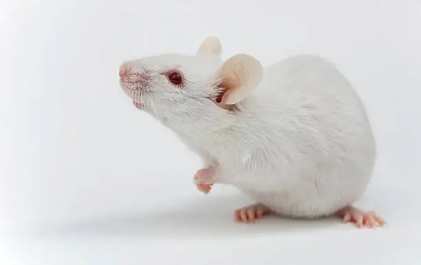 Photo of White Mouse