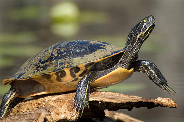 istock Close-up of turtle raising head on log 91685805