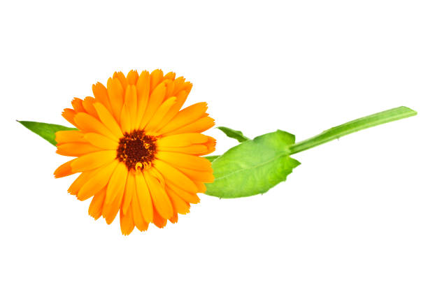 istock Calendula. Marigold flower with leaves isolated on a white background 916858424