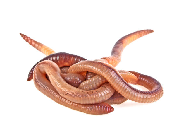 istock Earth worms isolated on white background 916858492