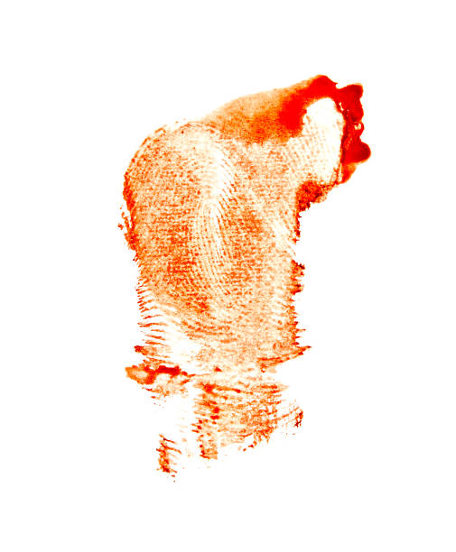 bloody red fingerprint isolated on white background - fingerprint thumbprint identity red imagens e fotografias de stock