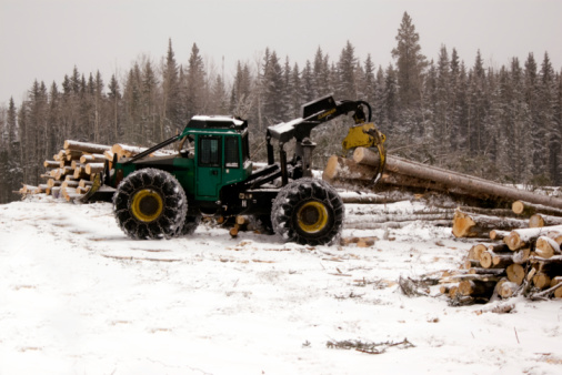 Logging operation Skidder with Spruce Trees