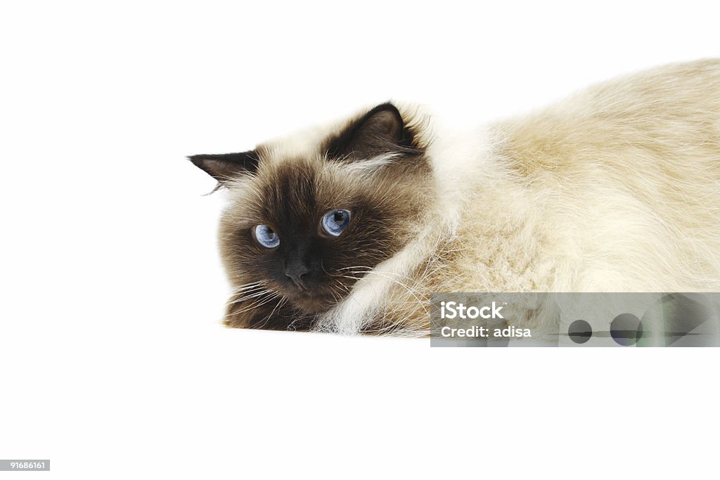 Cat  Animal Stock Photo