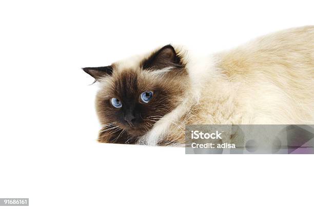 Cat Stock Photo - Download Image Now - Animal, Animal Whisker, Blue