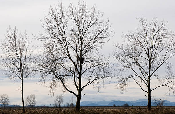 Eagle Nest in Kahler Baum – Foto