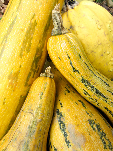 Gardenfresh Yellow Squash Azerbaijan Stock Photo - Download Image