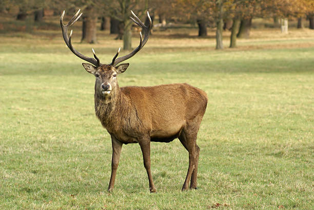 istock Single deer with horns in the grass 91686411