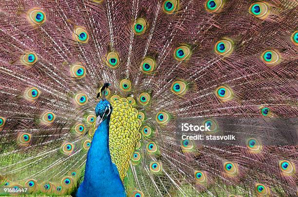 Foto de Indian Pavão Azul e mais fotos de stock de Amor - Amor, Andar, Animal