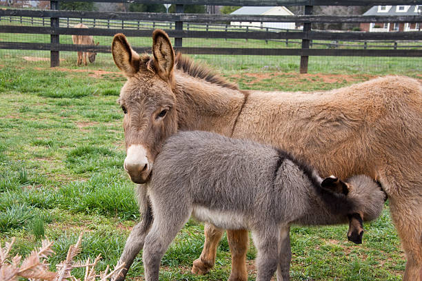 Baby and Mom Donkey stock photo