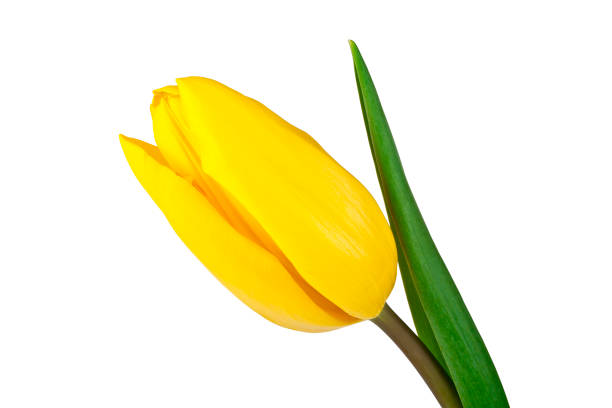 istock Tulip flower isolated on white background 916866074