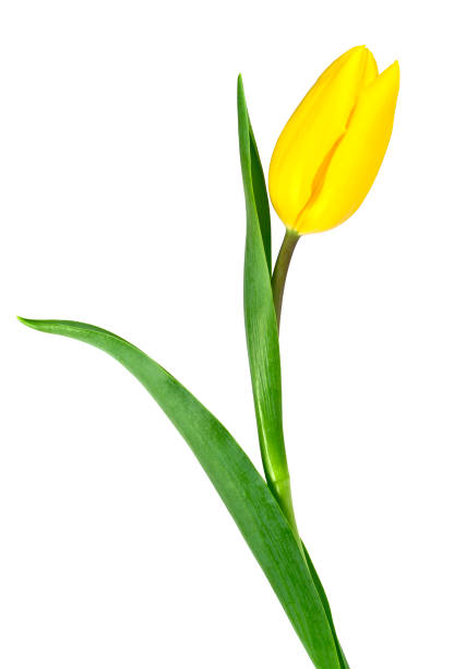 istock Tulip flower isolated on white background 916866076