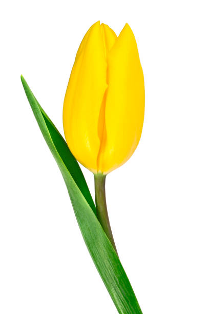 istock Tulip flower isolated on white background 916866092