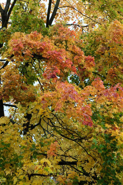 istock Beautiful autumn forest scenery with colorful leaves 916866678
