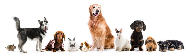 istock Collage of pets isolated on white background 916866786