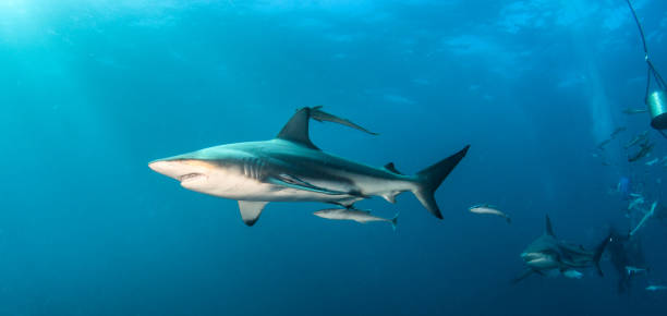 istock Blacktip Shark at South Africa 916866798