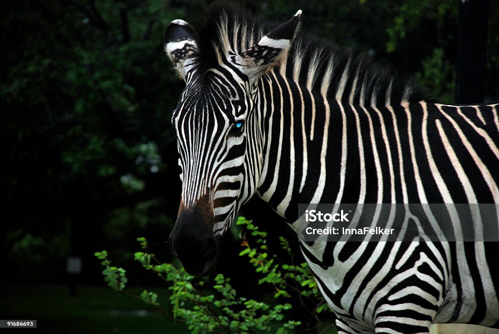 Zèbre - Photo de Afrique libre de droits