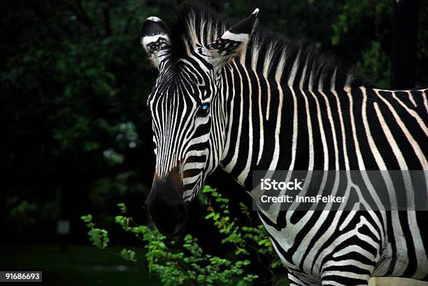 Photo libre de droit de Zèbre banque d'images et plus d'images libres de droit de Afrique - Afrique, Animaux de safari, Blanc