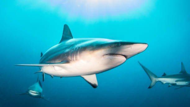 istock Blacktip Shark at South Africa 916867326