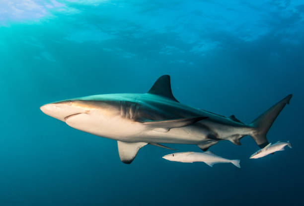 istock Blacktip Shark at South Africa 916867494