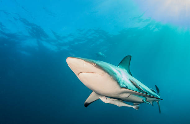 istock Blacktip Shark at South Africa 916867600