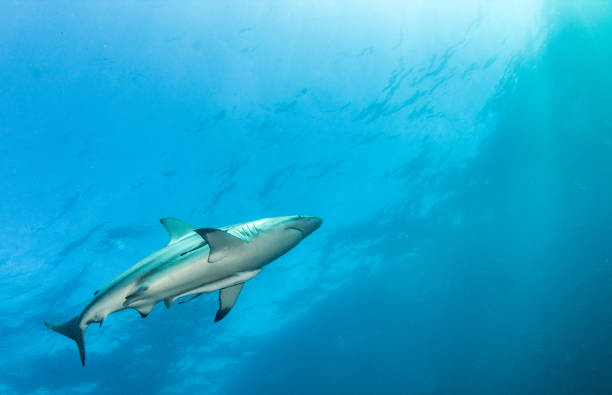 istock Blacktip Shark at South Africa 916867786