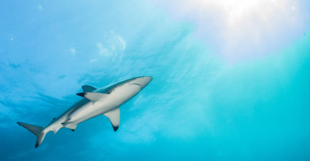 istock Blacktip Shark at South Africa 916868172
