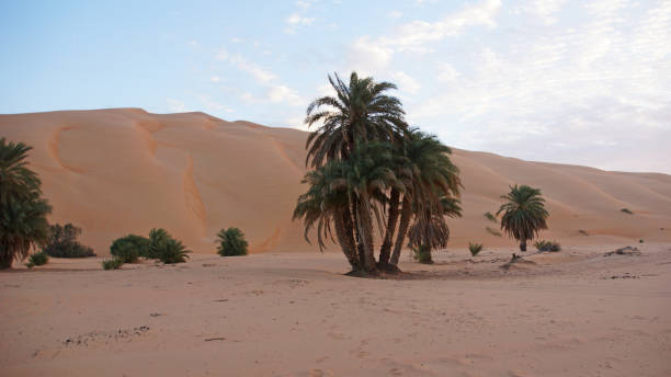 istock A palm tree and a dune in Mauritania 916869000