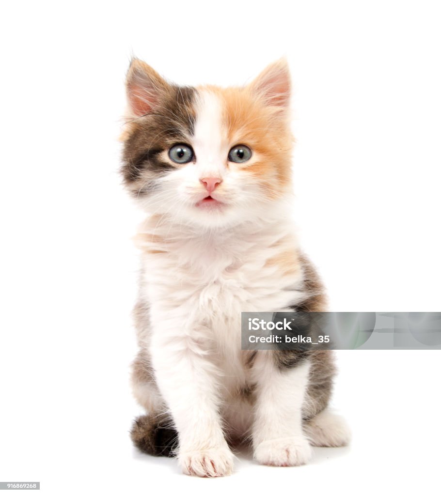 Beautiful Cat Kitten Isolated On White Background Stock Photo ...