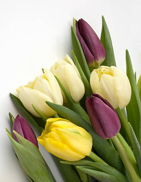 Bouquet of Tulips isolated on white stock photo