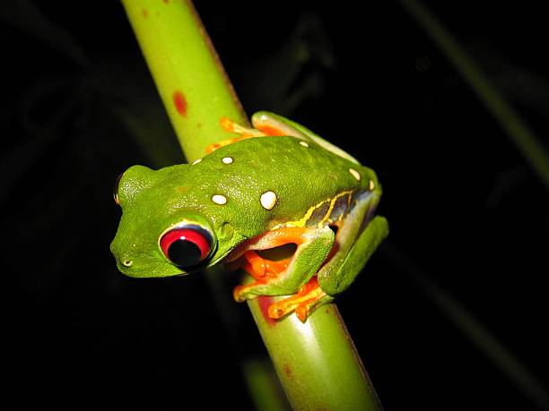 Vermelho de-olhos-laranjas - fotografia de stock