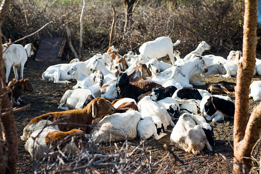 Herd animals - Masai goats on plot
