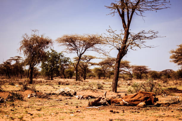 Dead Cattle Drought and famine - dead hungry cattle on dry Masai land in Kenya east africa stock pictures, royalty-free photos & images