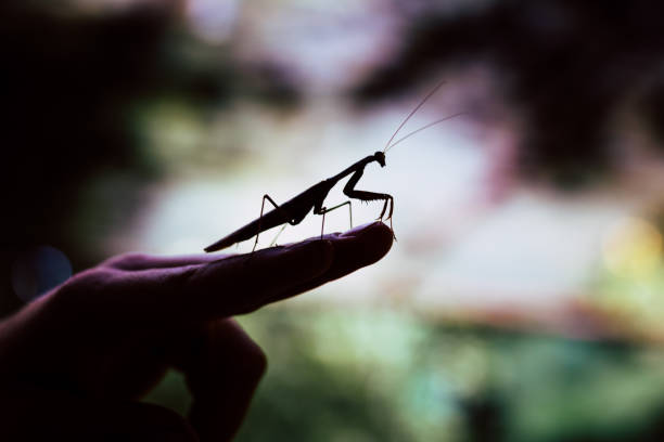 istock Hey buddy ! Huge cricket on finger 916873210