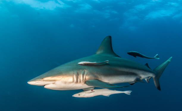istock Blacktip Shark at South Africa 916873272