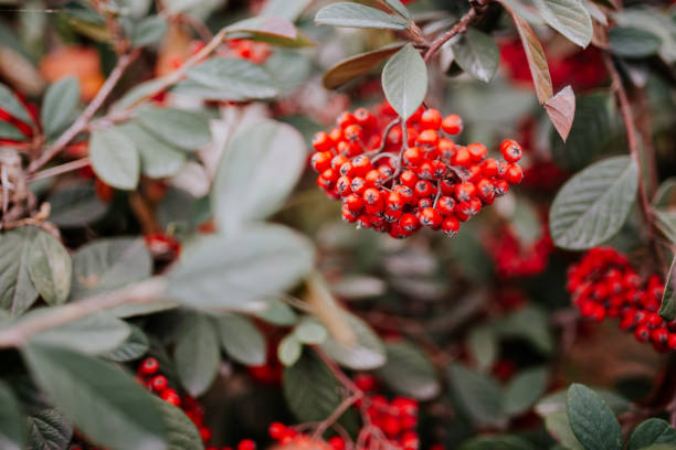 冬のクローズ アップ フィールドの浅い深さでその木の上の buffaloberries - winter close up nature macro ストックフォトと画像