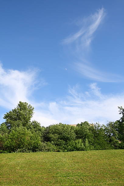 Summer green field with trees and bright blue sky stock photo