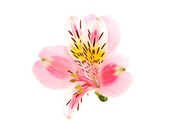 istock Alstroemeria flower head closeup isolated on white background 916875324