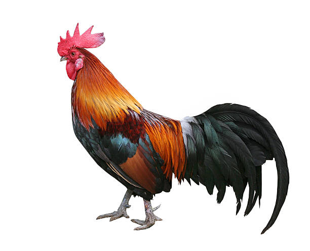 rooster – zdjęcie