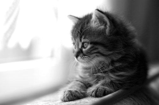 A cute bengal kitten