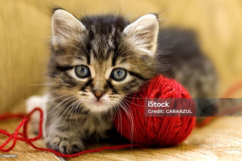 Wool Lover  Kitten Stock Photo