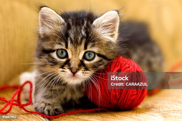 Wool Lover Stock Photo - Download Image Now - Kitten, Cute, Domestic Cat