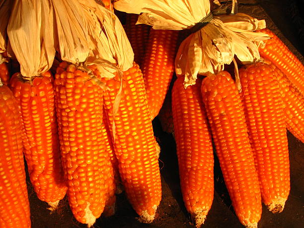 Golden Corn stock photo