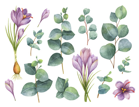 Watercolor vector hand painted set with eucalyptus leaves and purple flowers of saffron. Floral illustration isolated on white background.